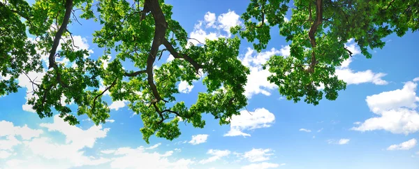 Letní větev s modrou oblohu a mraky, copyspace — Stock fotografie
