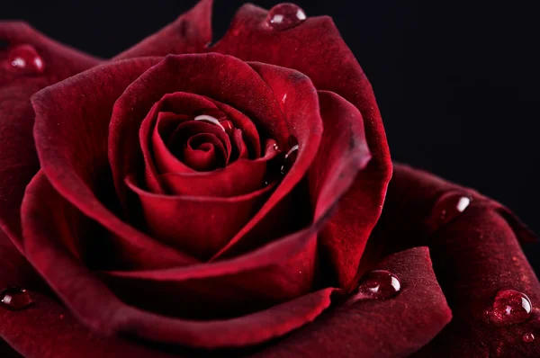 Rosa vermelha com gotas de chuva no fundo preto — Fotografia de Stock