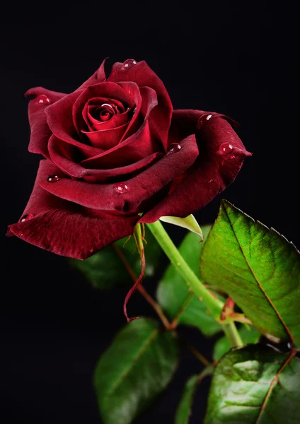 Rote Rose auf schwarzem Hintergrund — Stockfoto