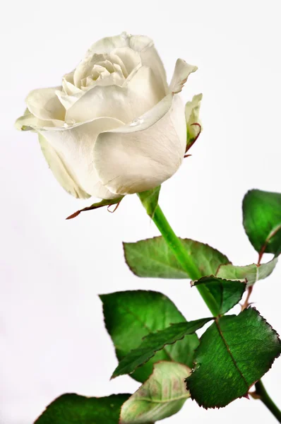 Rosa branca sobre um fundo branco — Fotografia de Stock