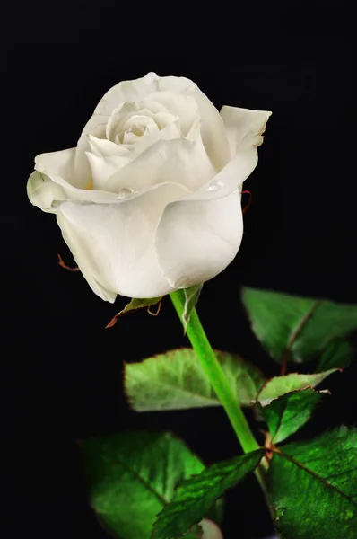 Rosa bianca su fondo nero — Foto Stock