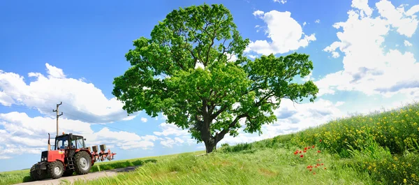 Сільськогосподарський трактор і велике зелене дерево — стокове фото