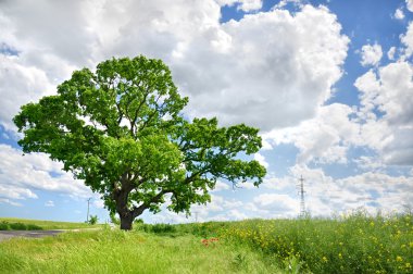 Big green tree and blue sky clipart