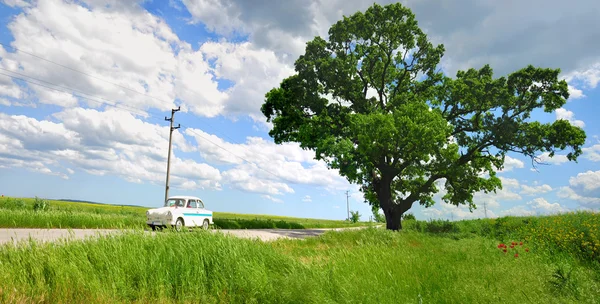 Árvore e carro — Fotografia de Stock
