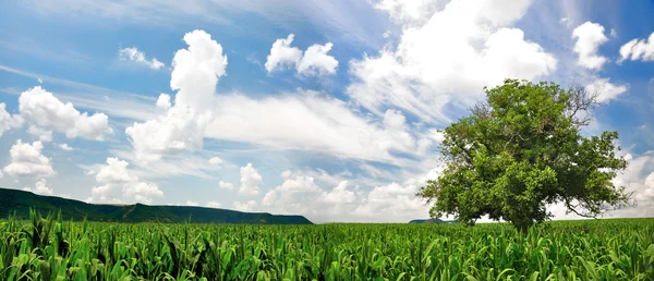Polu zielonej kukurydzy i samotne drzewo — Zdjęcie stockowe