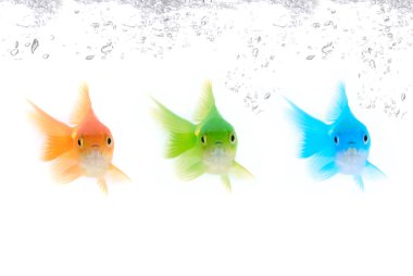 Color fishes clipart