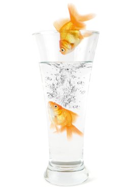 Goldfish jumping clipart