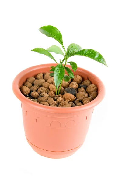 Planta em vaso de plantas — Fotografia de Stock