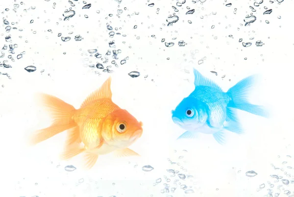 Goud en blauw vissen — Stockfoto