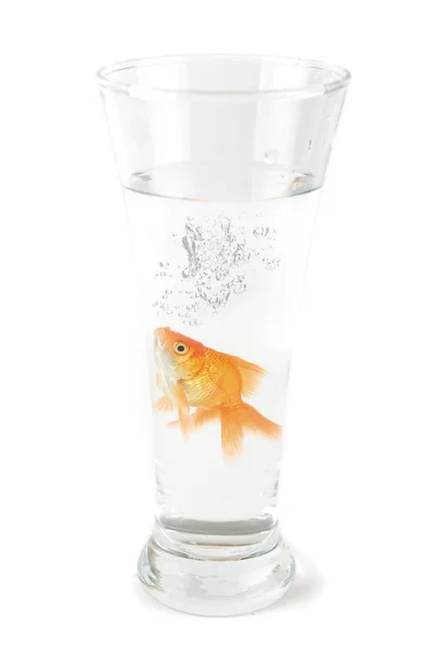 Gold fish at glass — Stock Photo, Image
