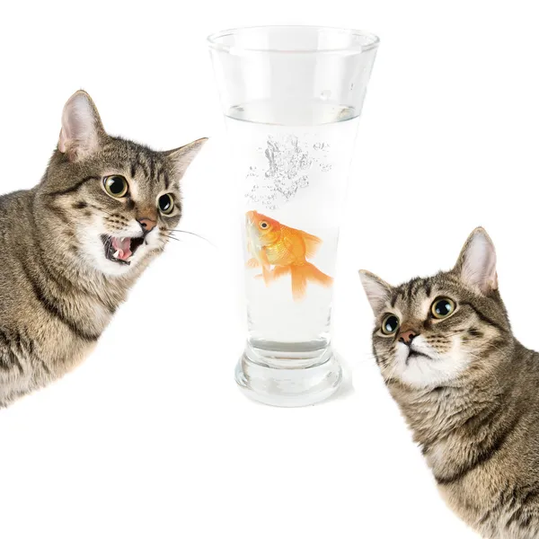 Hunt for gold fish — Stock Photo, Image