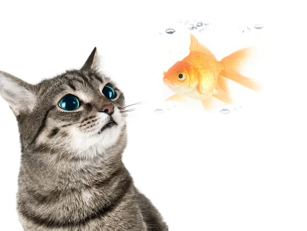 Kočka a ryba — Stock fotografie