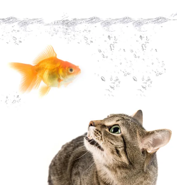 Gato irritado e peixe dourado — Fotografia de Stock