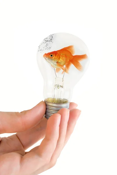 Žárovka s plovoucí ryby — Stock fotografie