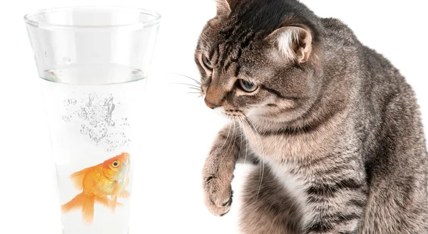 Playing cat and gold fish — Stock Photo, Image