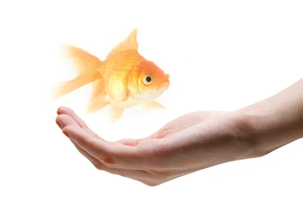 Take care about fish — Stock Photo, Image