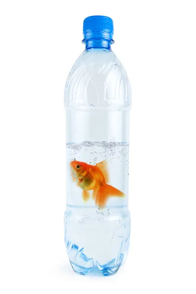Peixe dourado em garrafa de água — Fotografia de Stock