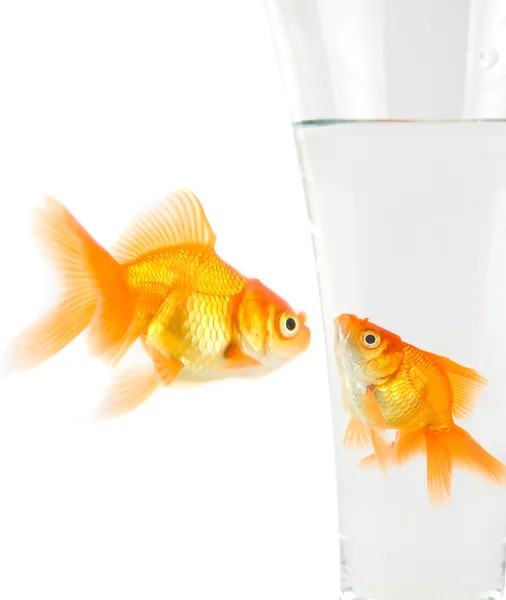 Dois peixes dourados — Fotografia de Stock