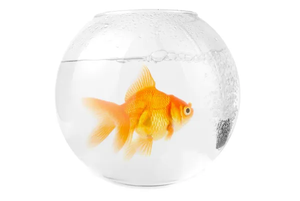 Gold fish at aquarium — Stock Photo, Image