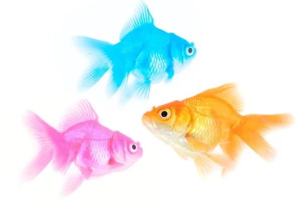 Üç farklı renk balıklar — Stok fotoğraf