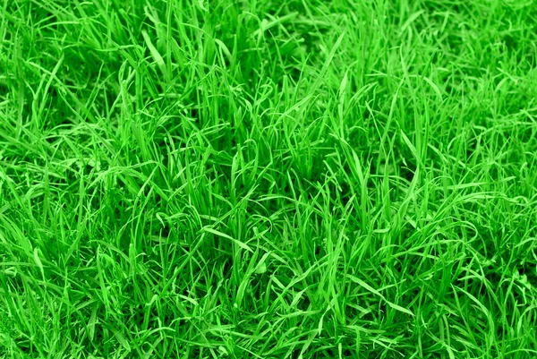 Sappig groen gras achtergrond — Stockfoto