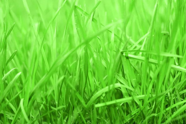 Reiches Gras — Stockfoto