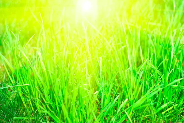Coucher de soleil herbe verte — Photo