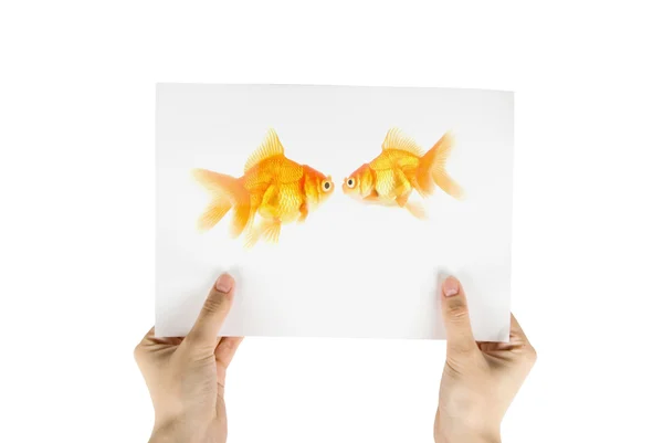 Ouro foto de peixe — Fotografia de Stock