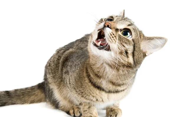 Gatto arrabbiato — Foto Stock