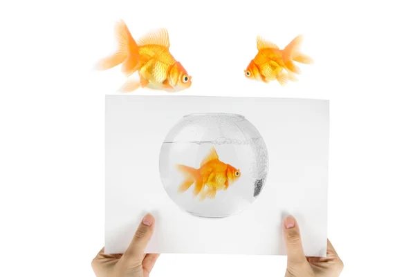 Gold fish photo — Stock Photo, Image