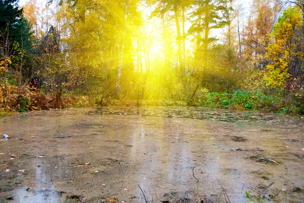 Pântano na floresta de luz solar de outono — Fotografia de Stock