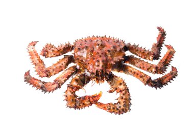 King crab clipart