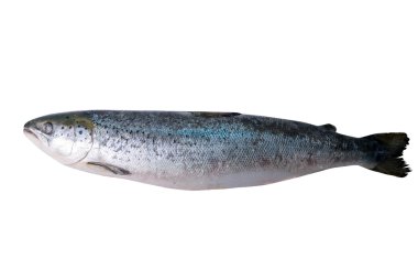 Trout clipart