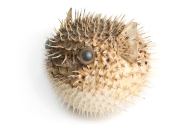 Porcupine fish clipart