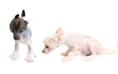 Chinese Crested puppy clipart