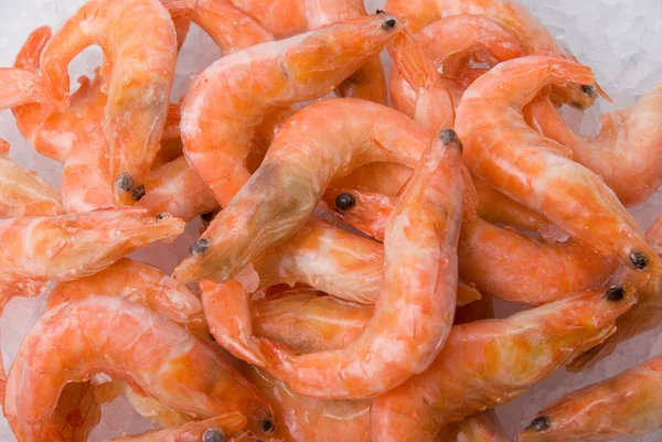 stock image King shrimps closeup