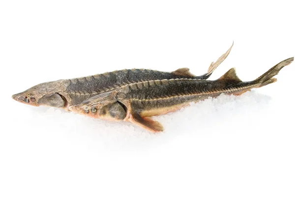 두 sterlet 물고기 — 스톡 사진