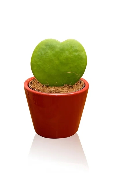 Herzförmiger Kaktus — Stockfoto