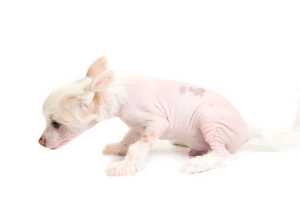 Chinese Crested puppy — Stock Photo, Image