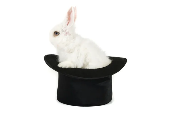 stock image Little rabbit