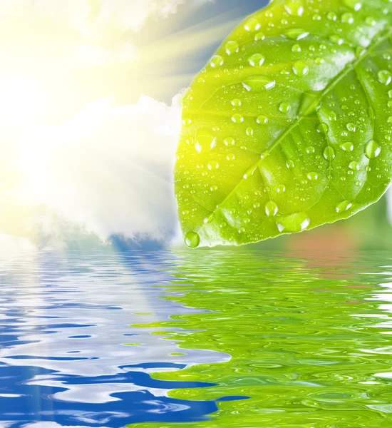 Grön lämna vatten — Stockfoto