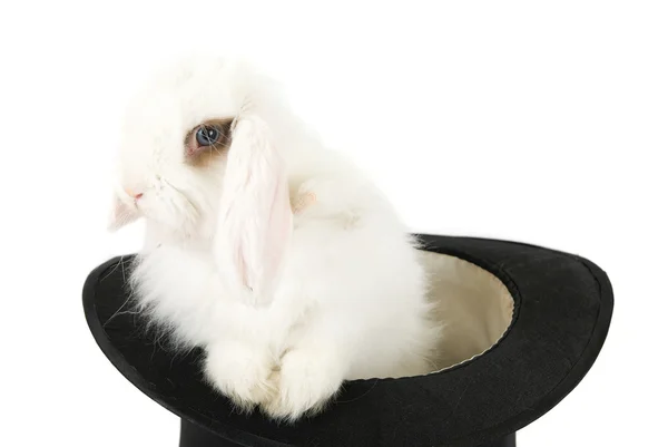 Rabbit in black hat — Stock Photo, Image