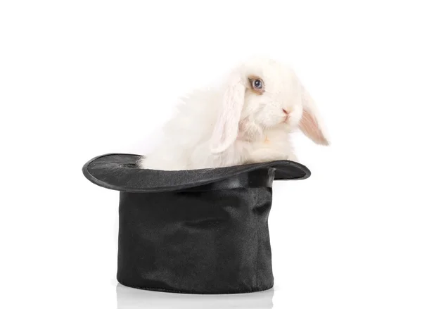 Kanin på svart hatt Royaltyfria Stockbilder