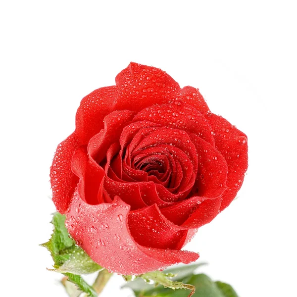 Červené růže detail — Stock fotografie