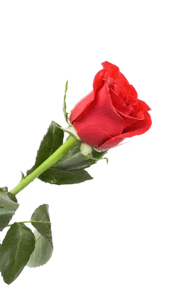 Röd ros blomma — Stockfoto