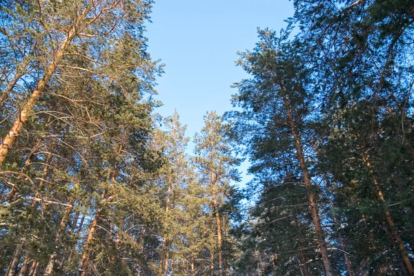 Coniferous forest — Stock Photo, Image