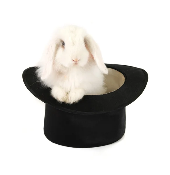 Rabbit and black hat — Stock Photo, Image