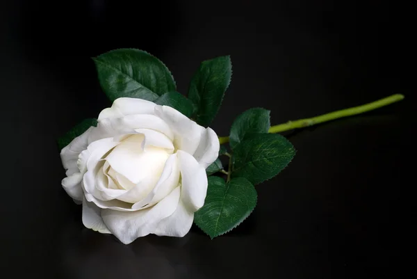 Rosa blanca sola —  Fotos de Stock