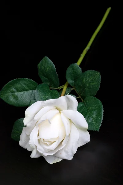 Rosa blanca sola —  Fotos de Stock