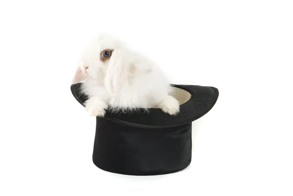 Bunny ve siyah şapka — Stok fotoğraf